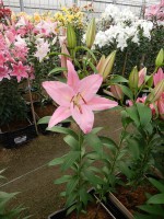 [5374 Justina VZ No02.JPG]